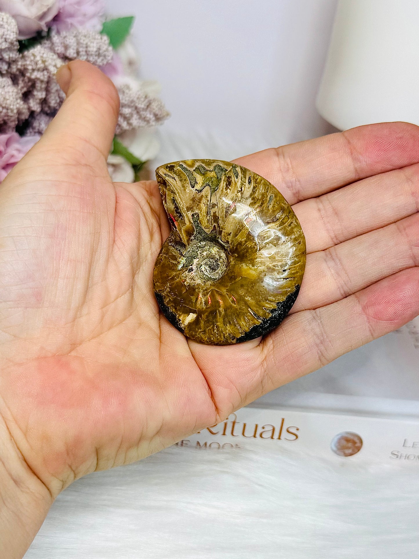 Natural Ammonite Fossil Shell