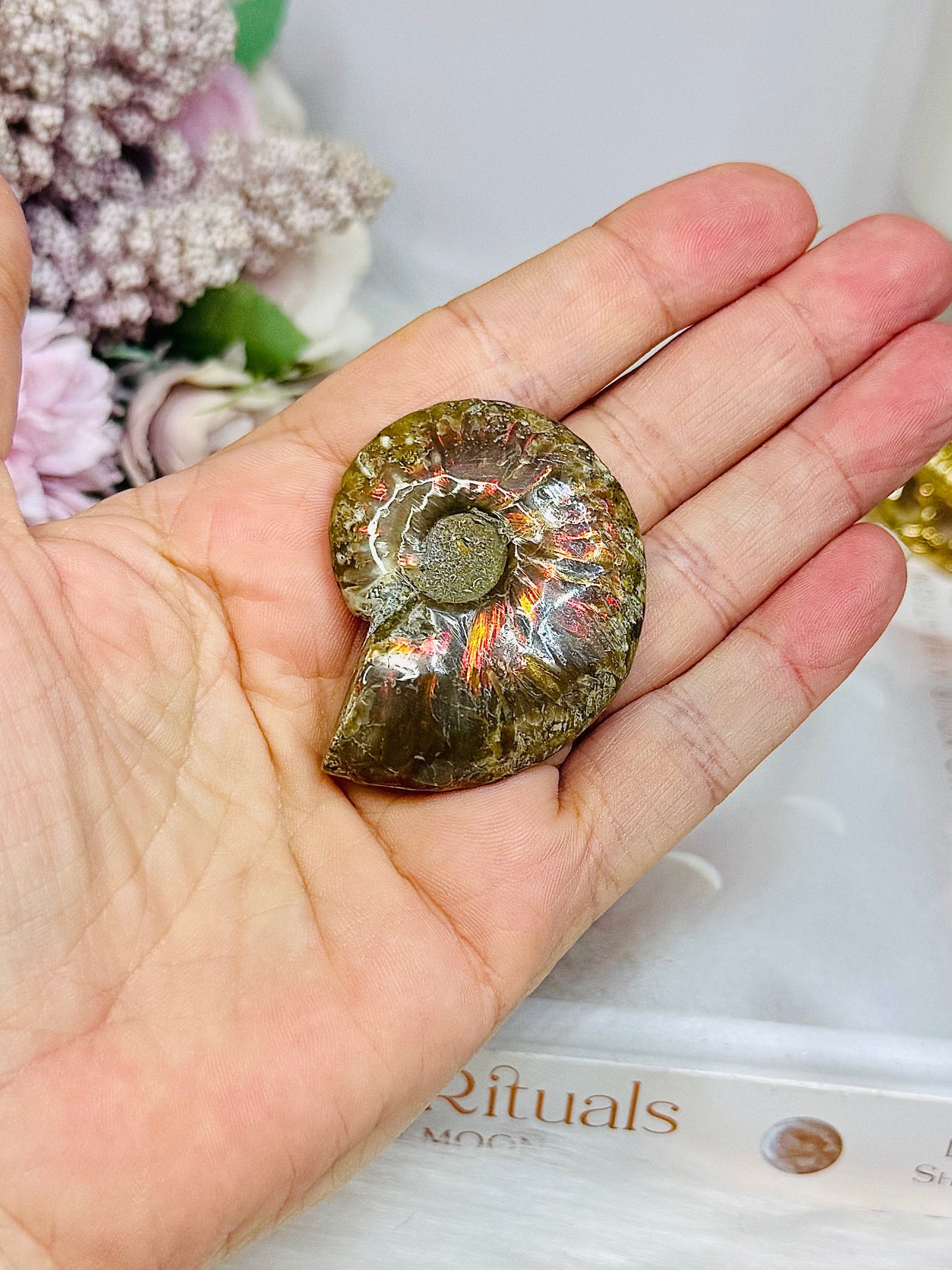 Natural Ammonite Fossil Shell