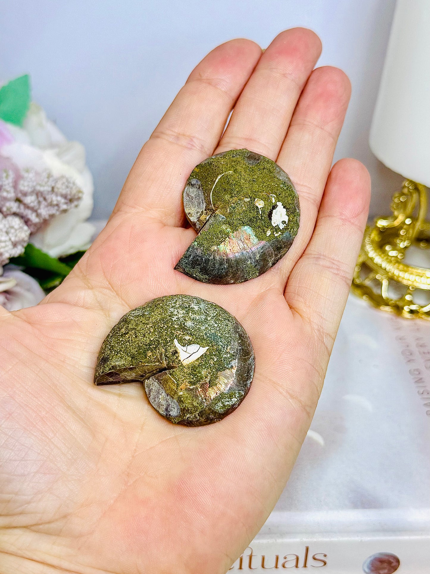Natural Ammonite Fossil Shell Set