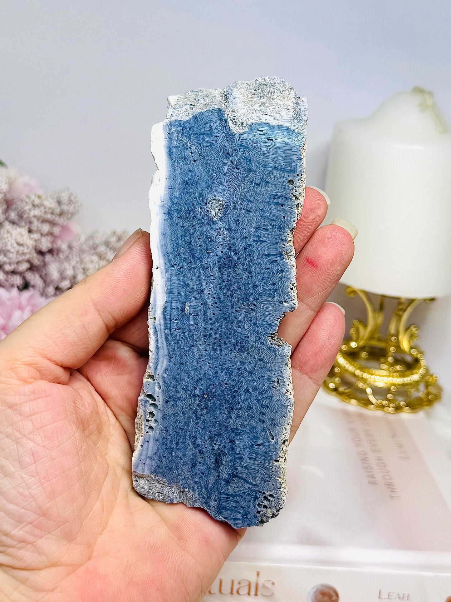 Blue Coral Fossil Specimen Slab 13.5cm