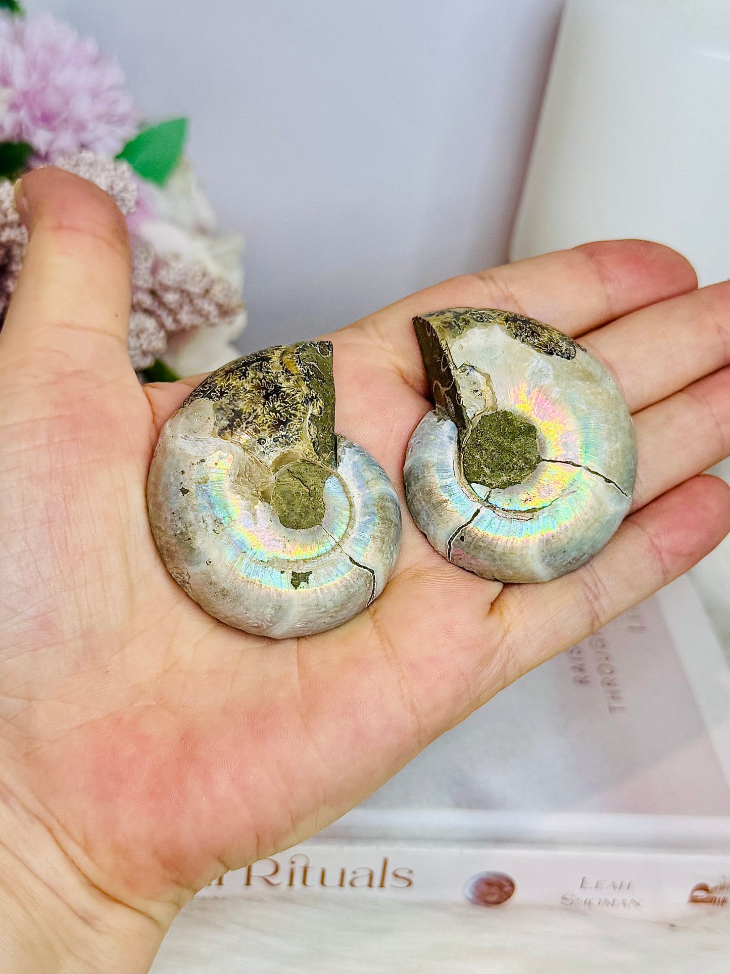 Natural Ammonite Fossil Shell Set