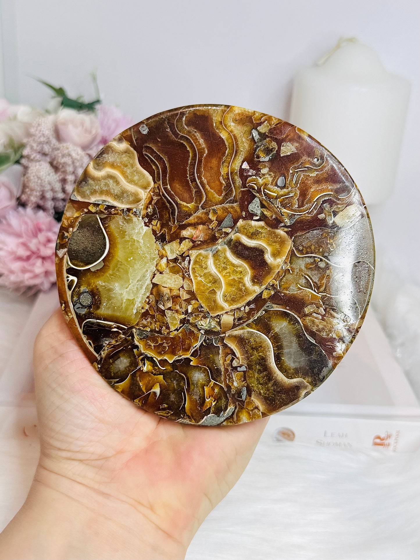 Natural Ammonite Fossil Shell Plate on Stand 12.5cm