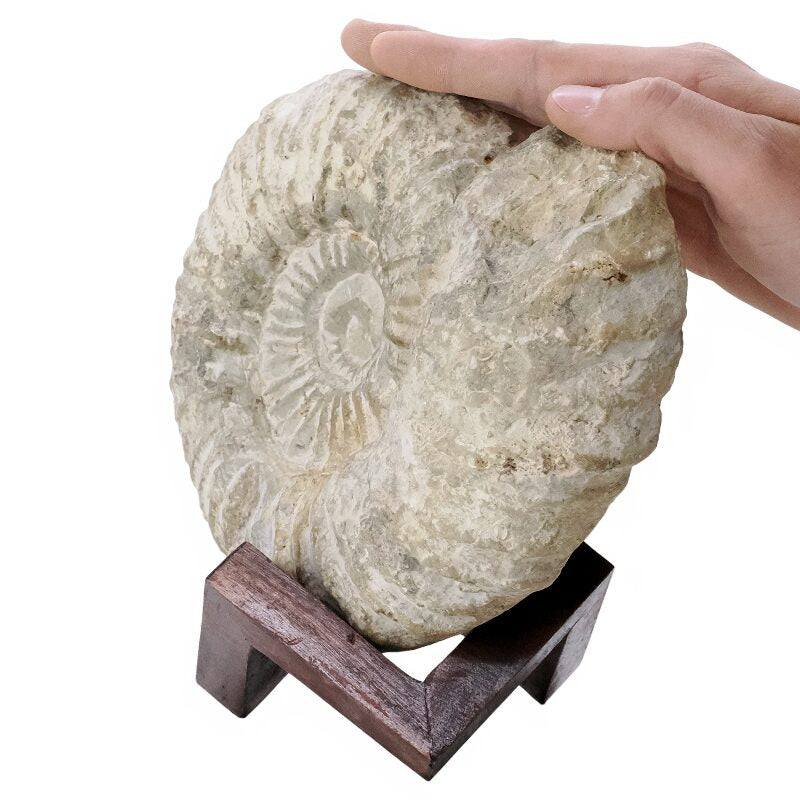 Agadir Ammonite Fossil on Wooden Stand 20cm 2.3KG
