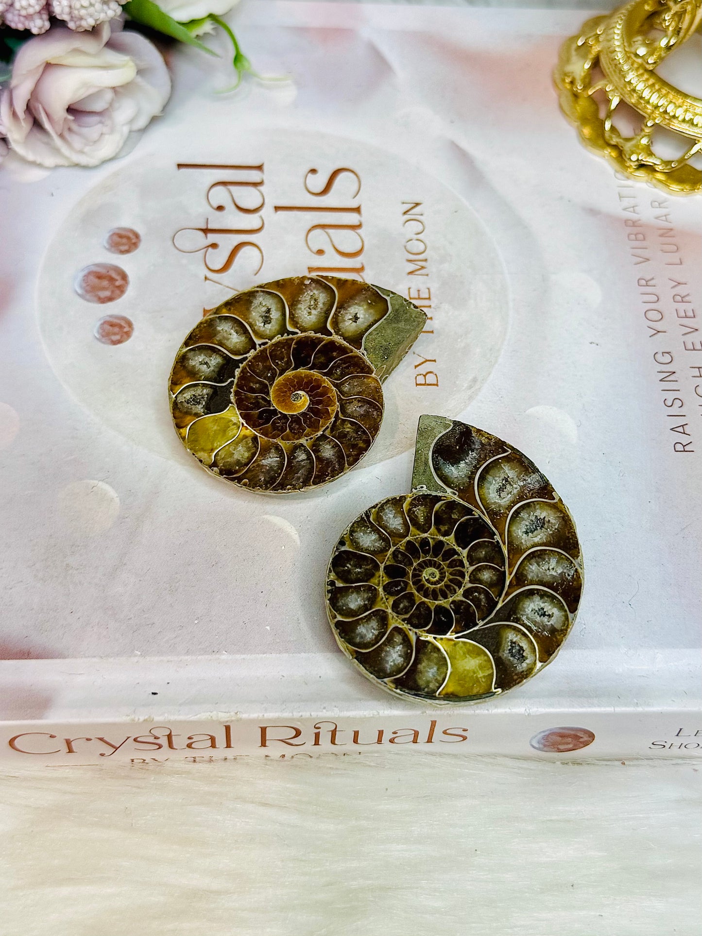 Natural Ammonite Fossil Shell Set