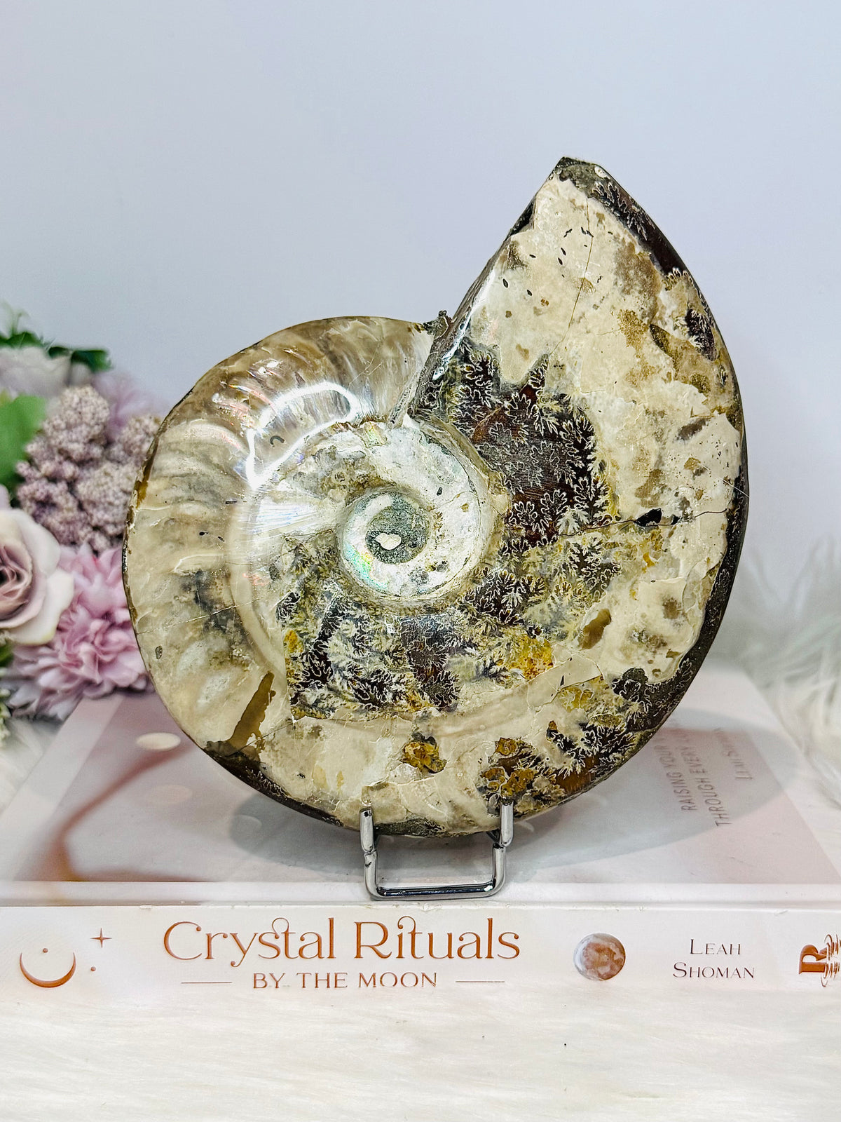 Large Cleoniceras Ammonite Fossil (Complete Shell) 766g 14cm