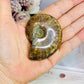 Natural Ammonite Fossil 6cm