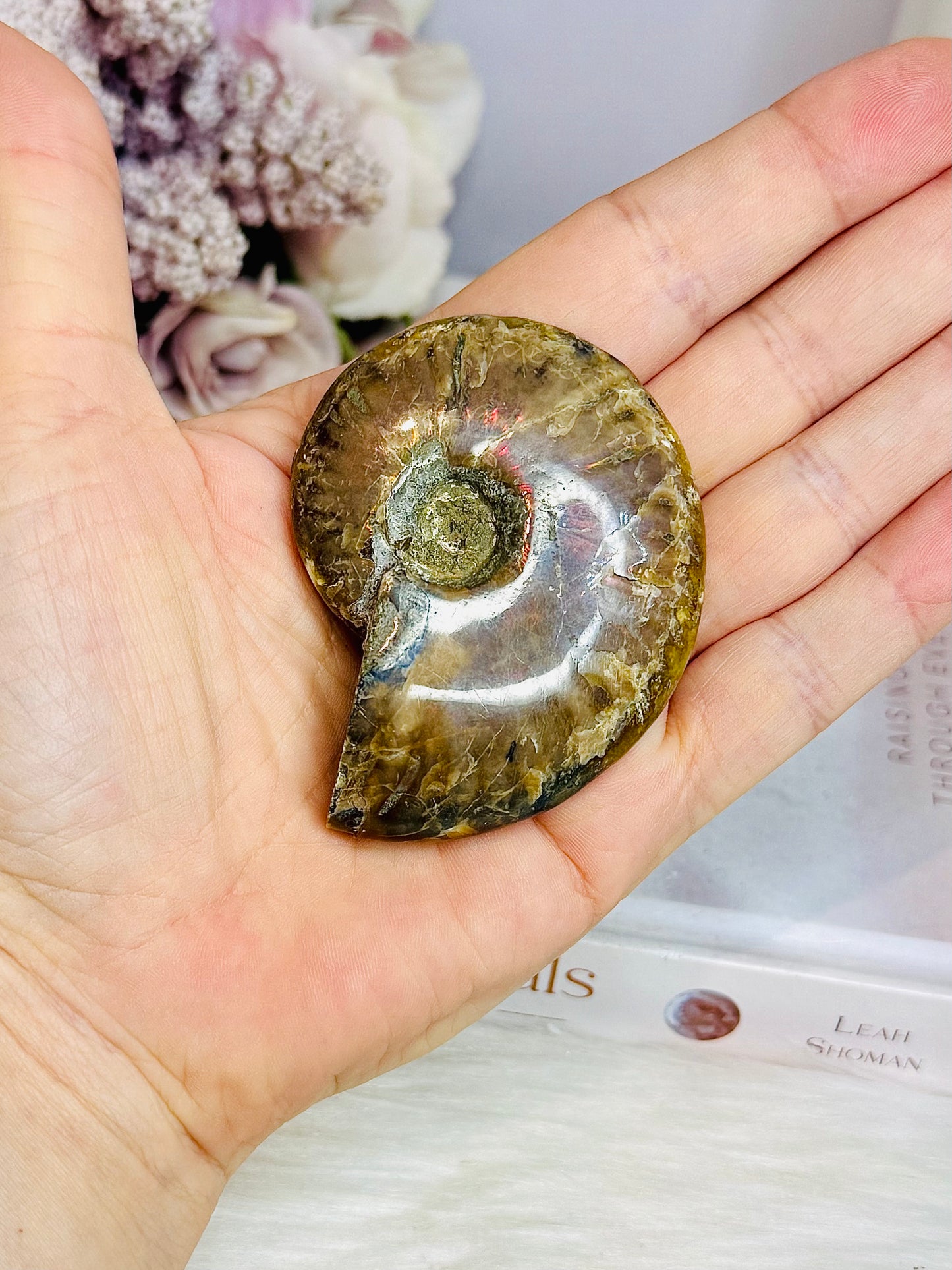Natural Ammonite Fossil 6cm