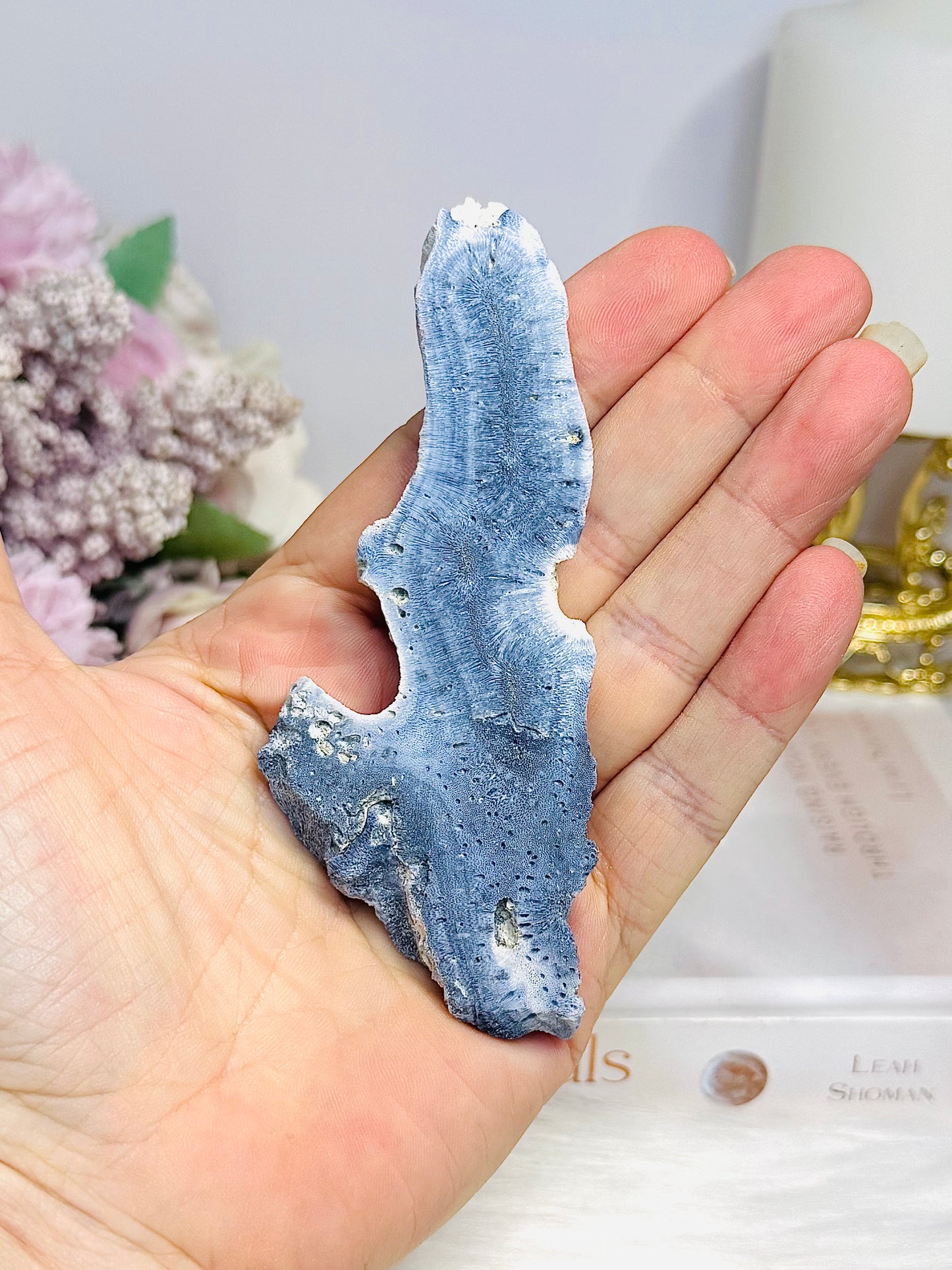 Blue Coral Fossil Slab Specimen 10.5cm