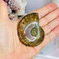 Natural Ammonite Fossil 6cm