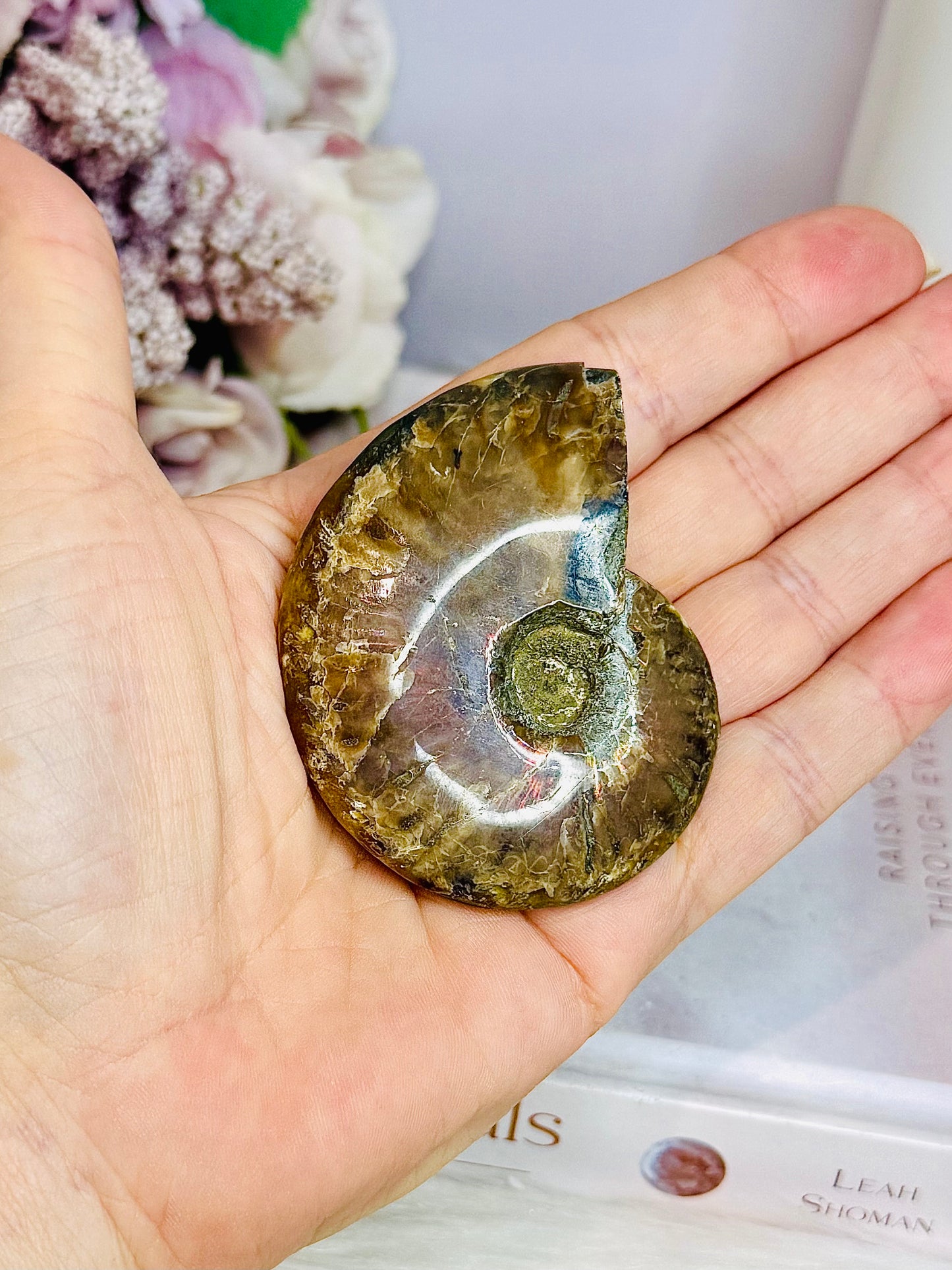 Natural Ammonite Fossil 6cm