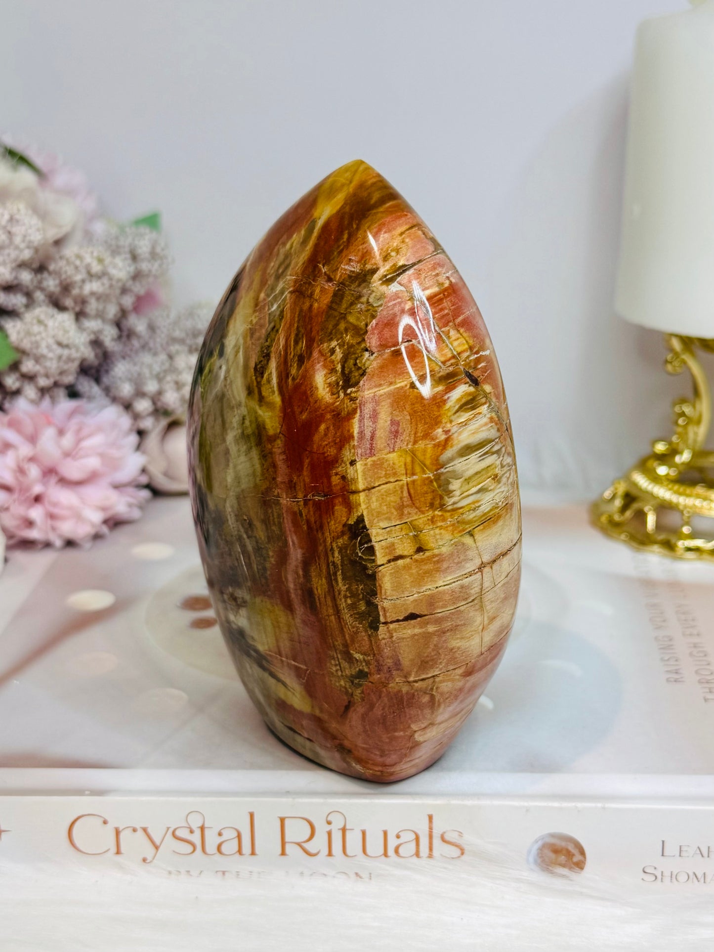 Large Petrified Wood Freeform 11.5cm 710g