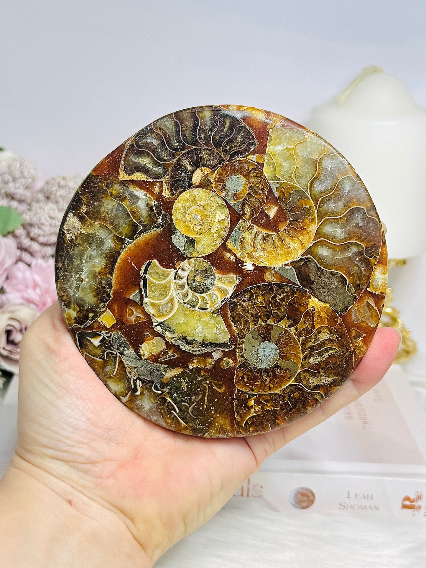 Natural Ammonite Fossil Shell Plate on Stand 12.5cm