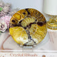 Natural Ammonite Fossil Shell Plate on Stand 12.5cm