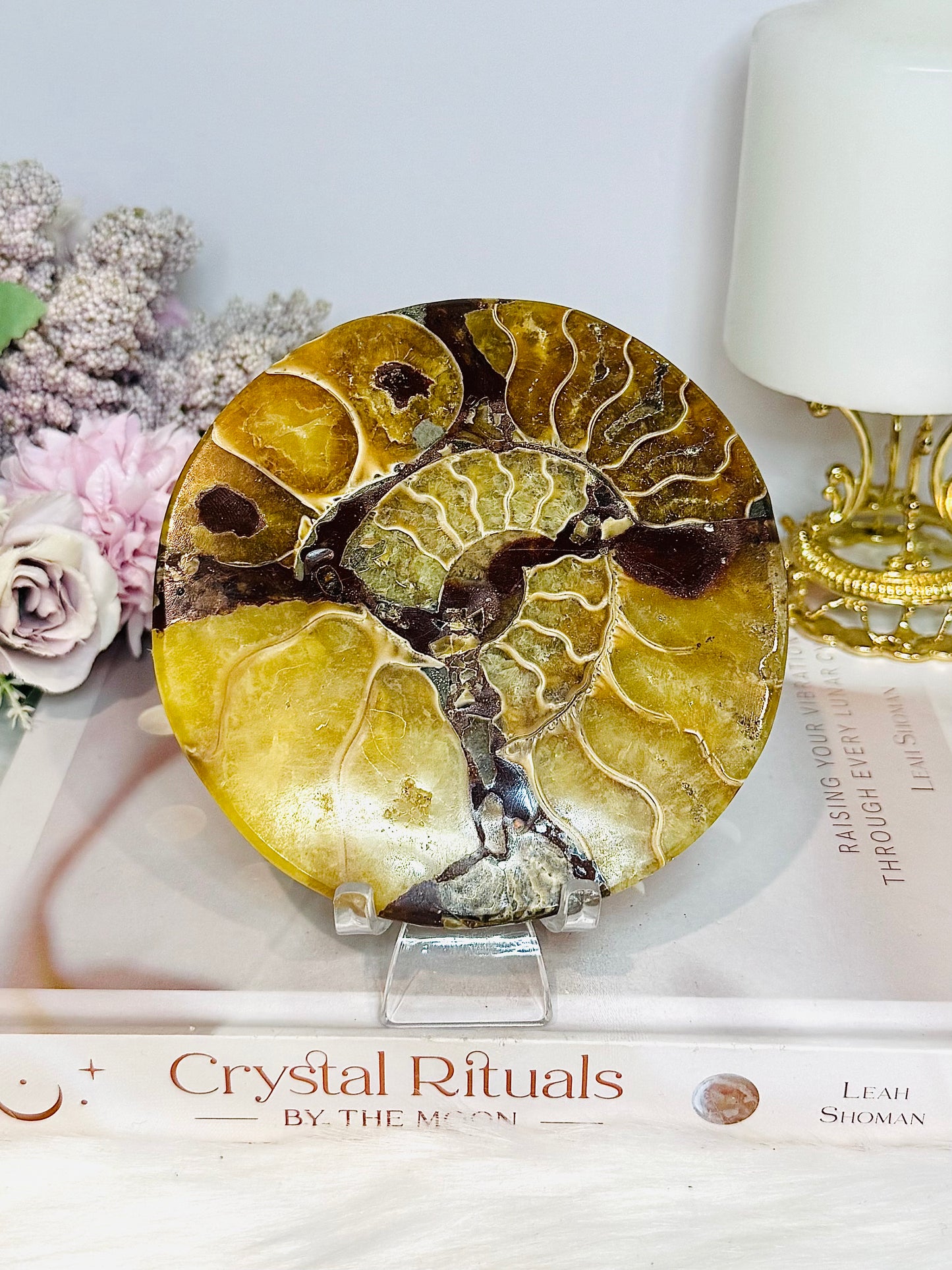 Natural Ammonite Fossil Shell Plate on Stand 12.5cm
