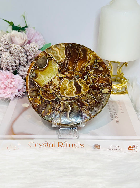 Natural Ammonite Fossil Shell Plate on Stand 12.5cm
