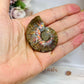 Natural Ammonite Fossil Shell