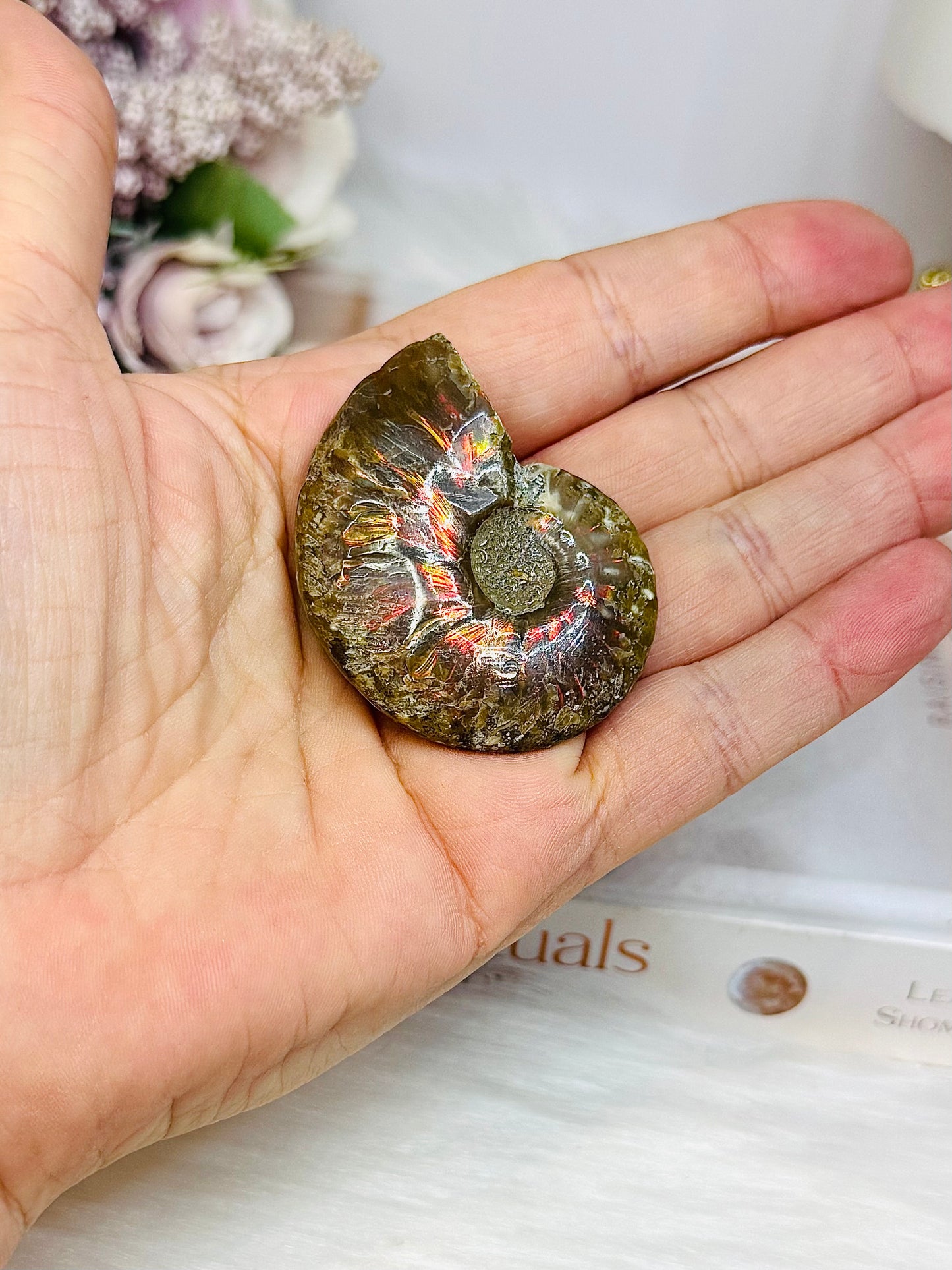 Natural Ammonite Fossil Shell