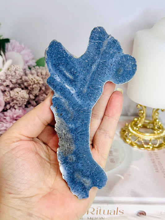Blue Coral Fossil Natural Specimen 13.5cm