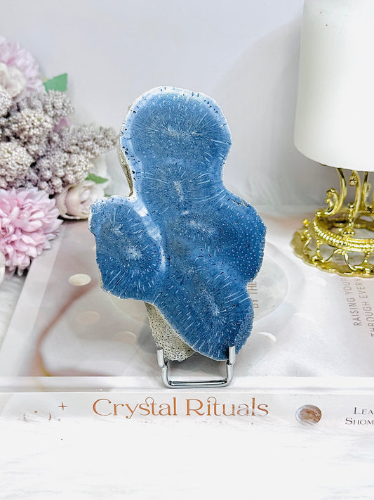 Blue Coral Fossil Specimen Slab on Stand 11.5cm