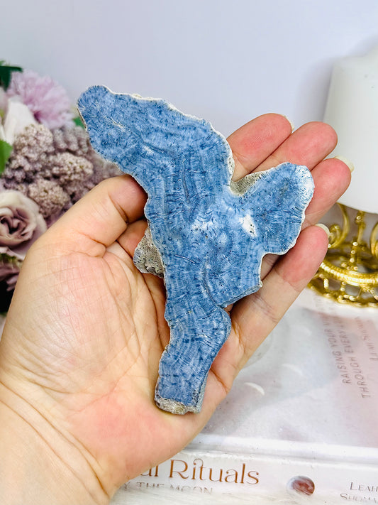 Natural Blue Fossilised Coral Vintage Skeleton Specimen 13cm