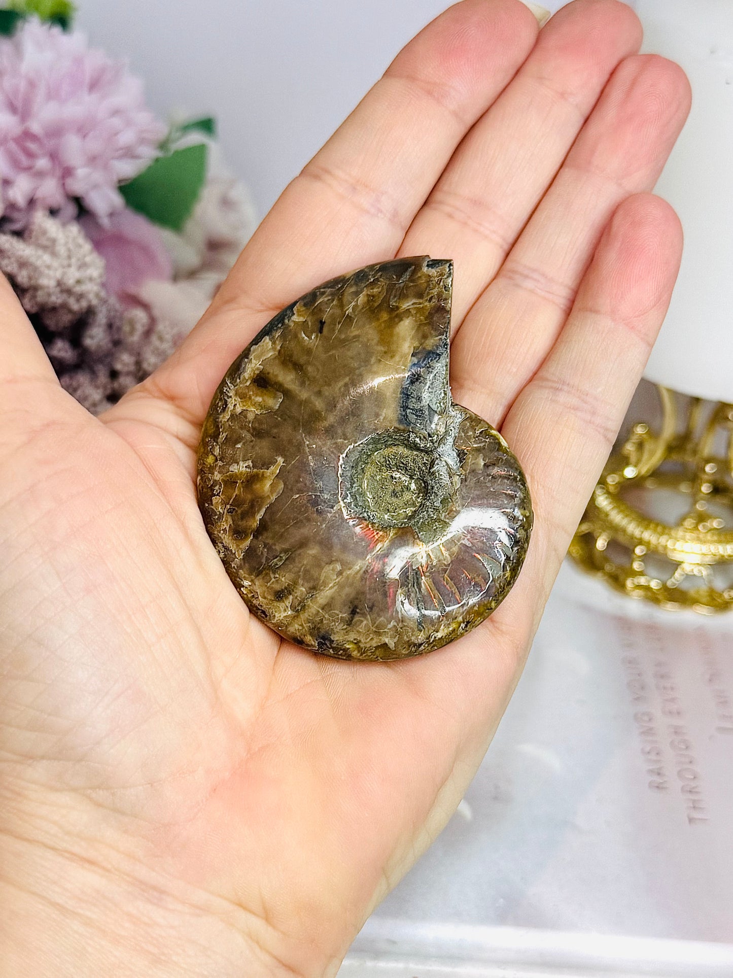 Natural Ammonite Fossil 6cm