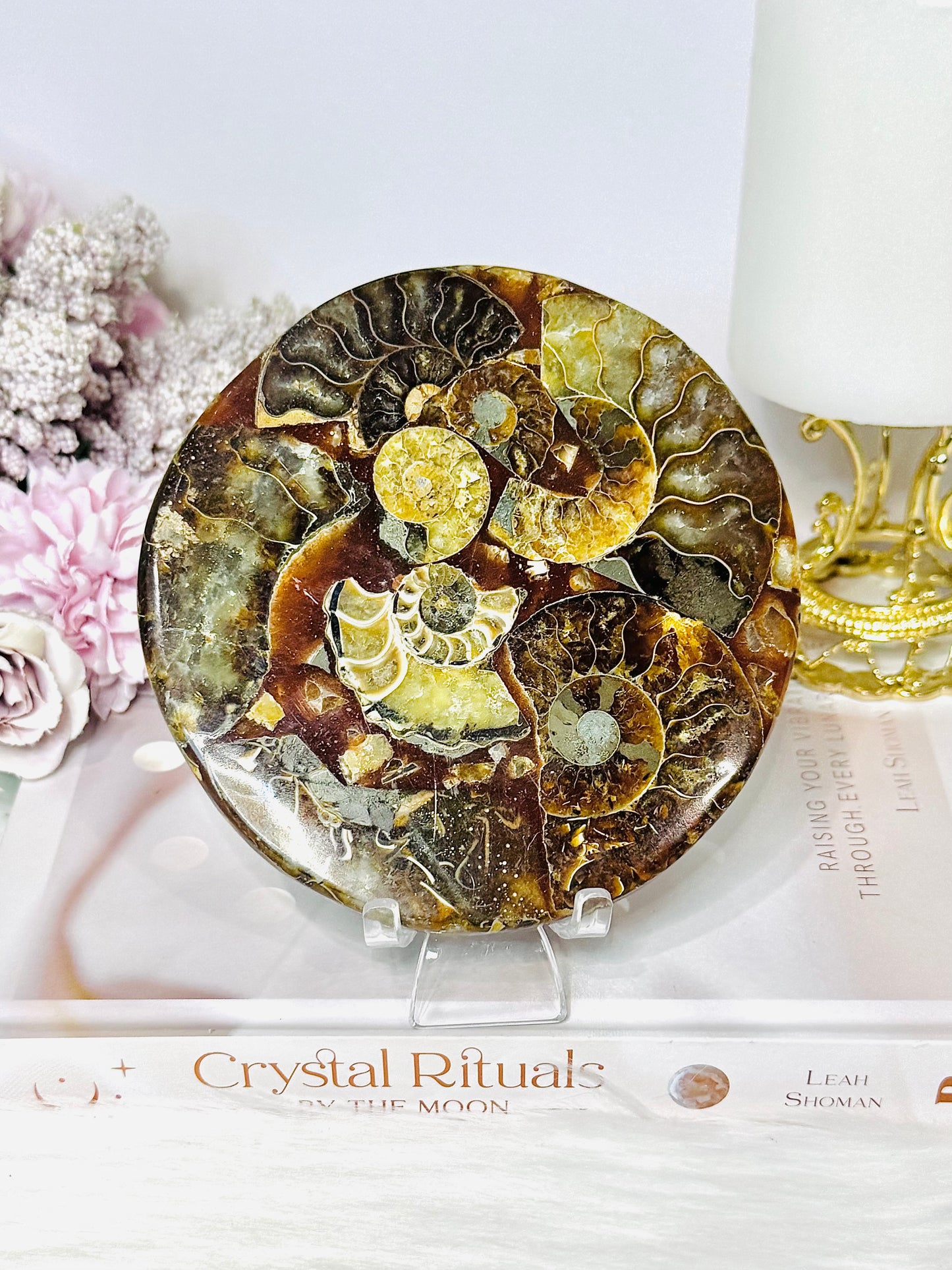 Natural Ammonite Fossil Shell Plate on Stand 12.5cm