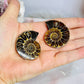 Natural Ammonite Fossil Shell Set