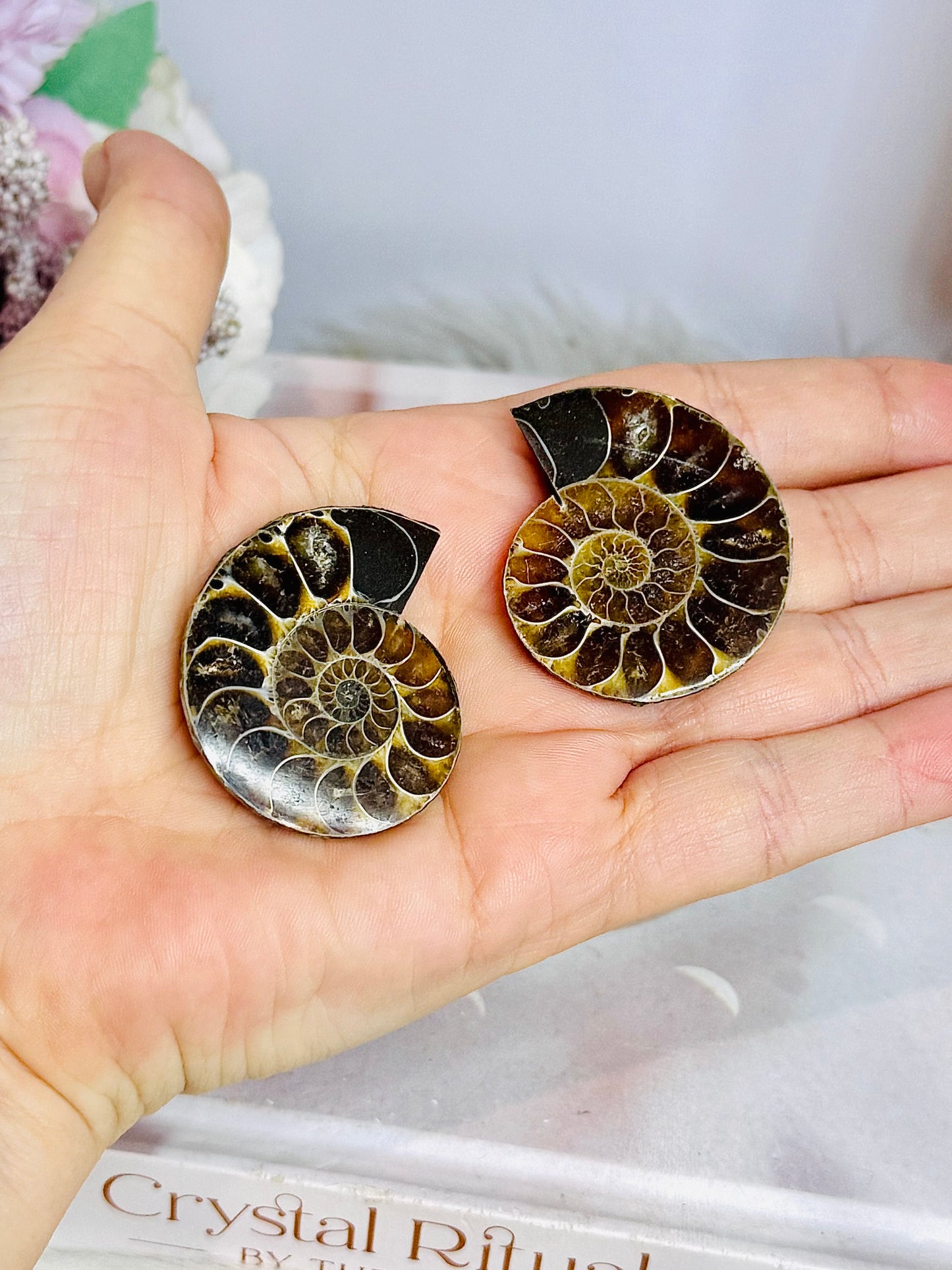 Natural Ammonite Fossil Shell Set