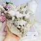 Rare Collectors Piece - Large Natural Clear Quartz Cluster with Purple Fluorite Inclusions 1.6KG