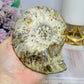 Large Cleoniceras Ammonite Fossil (Complete Shell) 344g 10cm