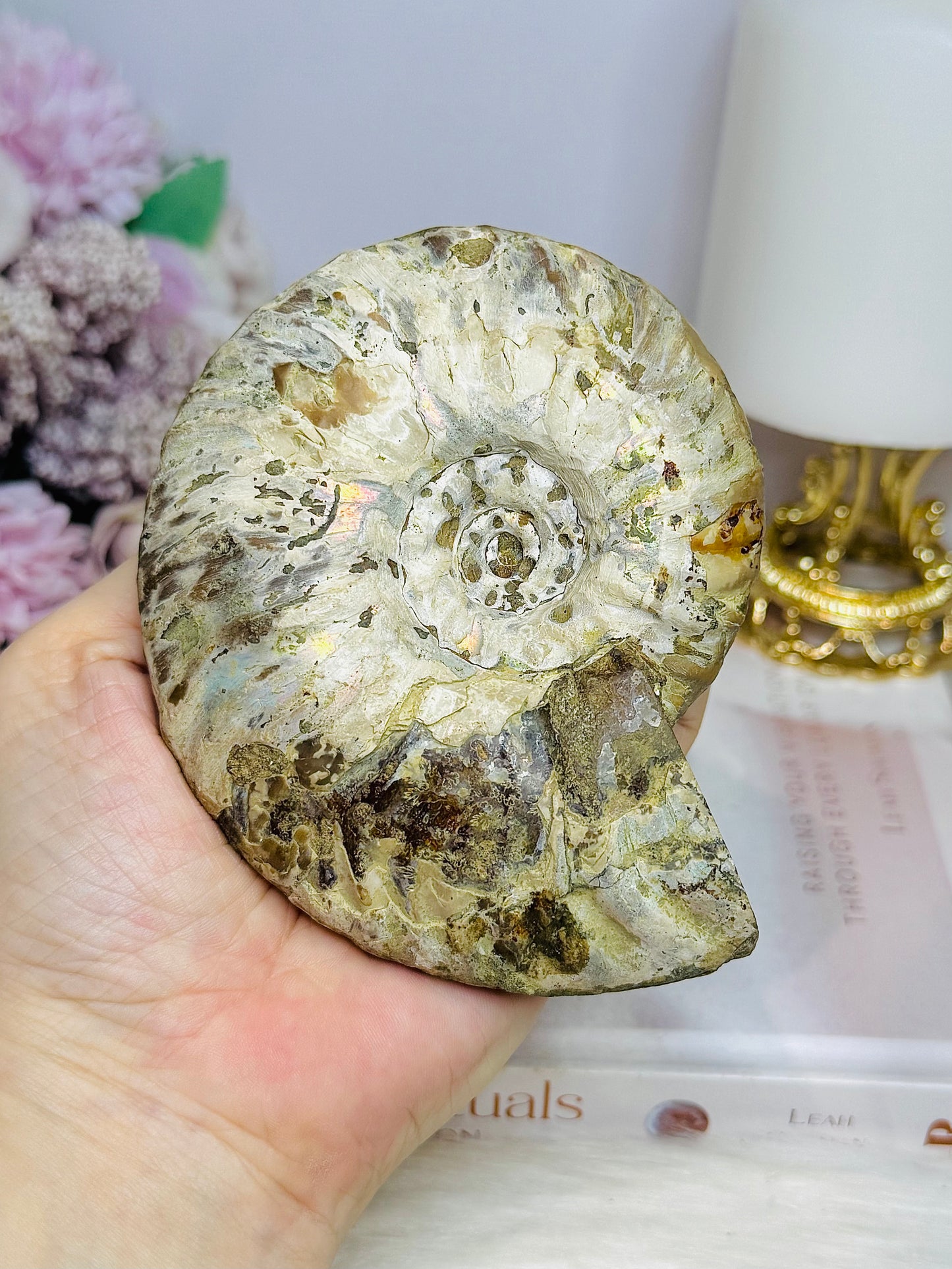Large Cleoniceras Ammonite Fossil (Complete Shell) 344g 10cm