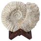 Agadir Ammonite Fossil on Wooden Stand 20cm 2.3KG