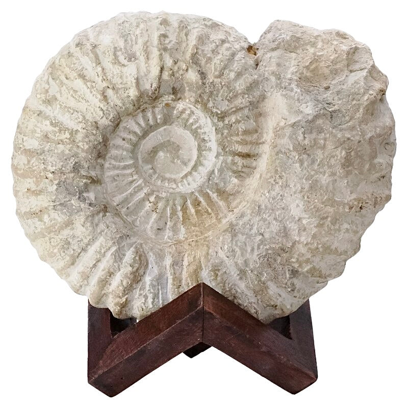 Agadir Ammonite Fossil on Wooden Stand 20cm 2.3KG
