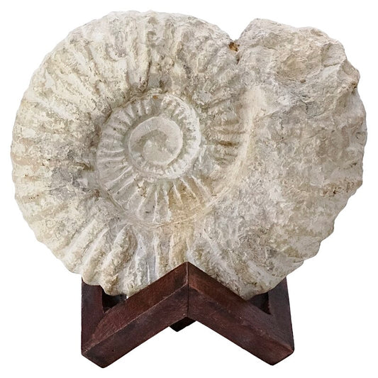 Agadir Ammonite Fossil on Wooden Stand 20cm 2.3KG