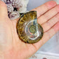 Natural Ammonite Fossil 6cm