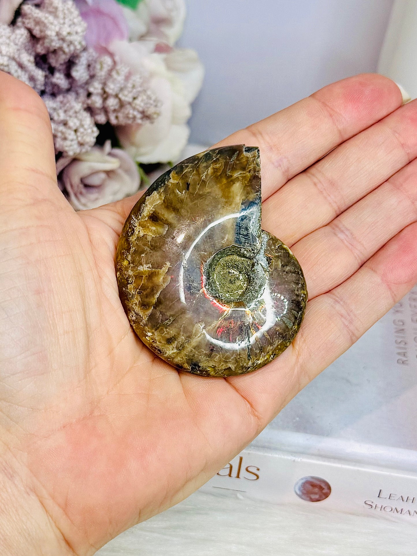 Natural Ammonite Fossil 6cm