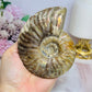 Large Cleoniceras Ammonite Fossil (Complete Shell) 344g 10cm