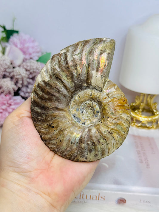 Large Cleoniceras Ammonite Fossil (Complete Shell) 344g 10cm