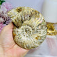 Large Cleoniceras Ammonite Fossil (Complete Shell) 344g 10cm