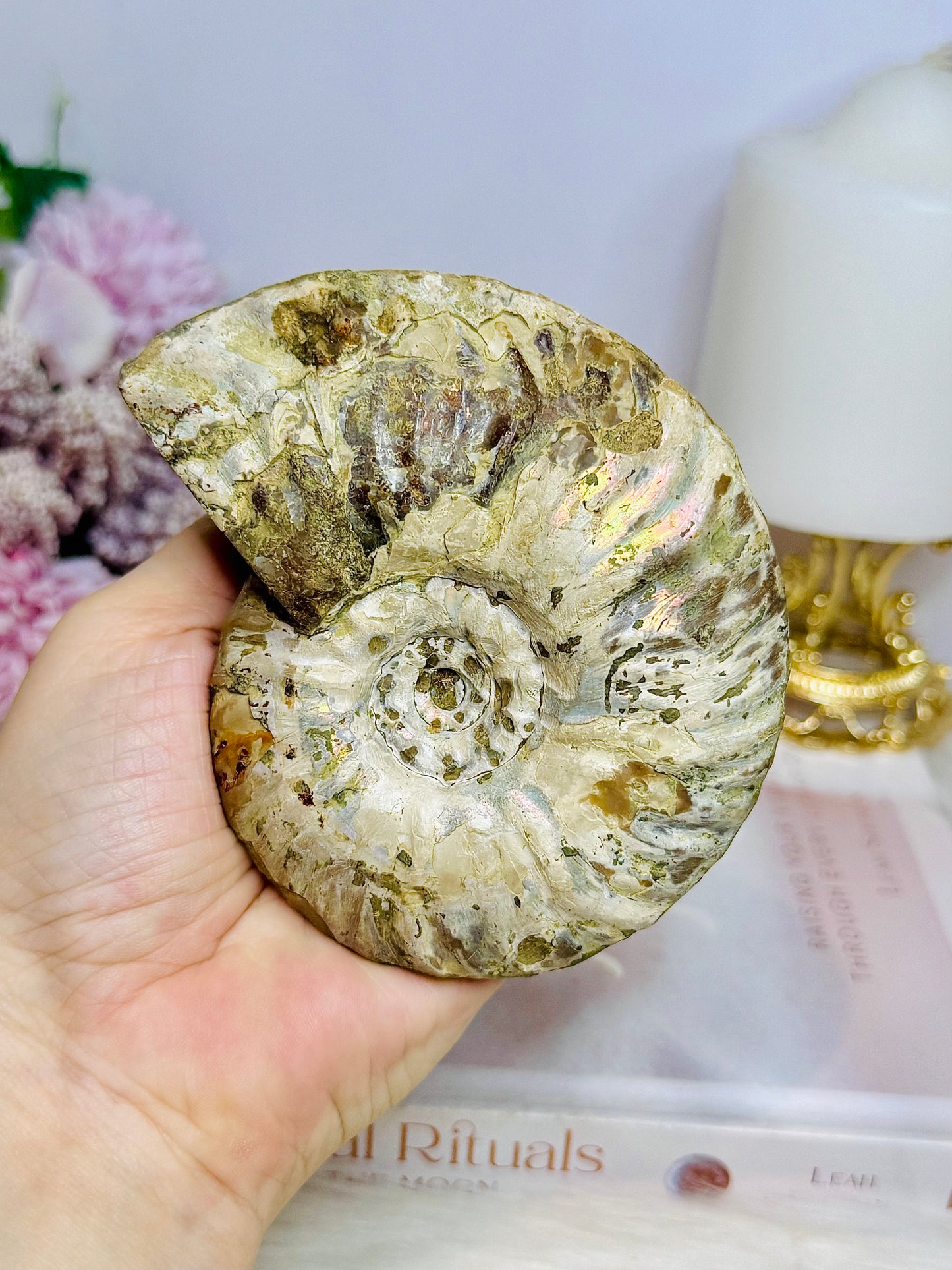 Large Cleoniceras Ammonite Fossil (Complete Shell) 344g 10cm