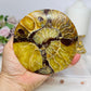 Natural Ammonite Fossil Shell Plate on Stand 12.5cm