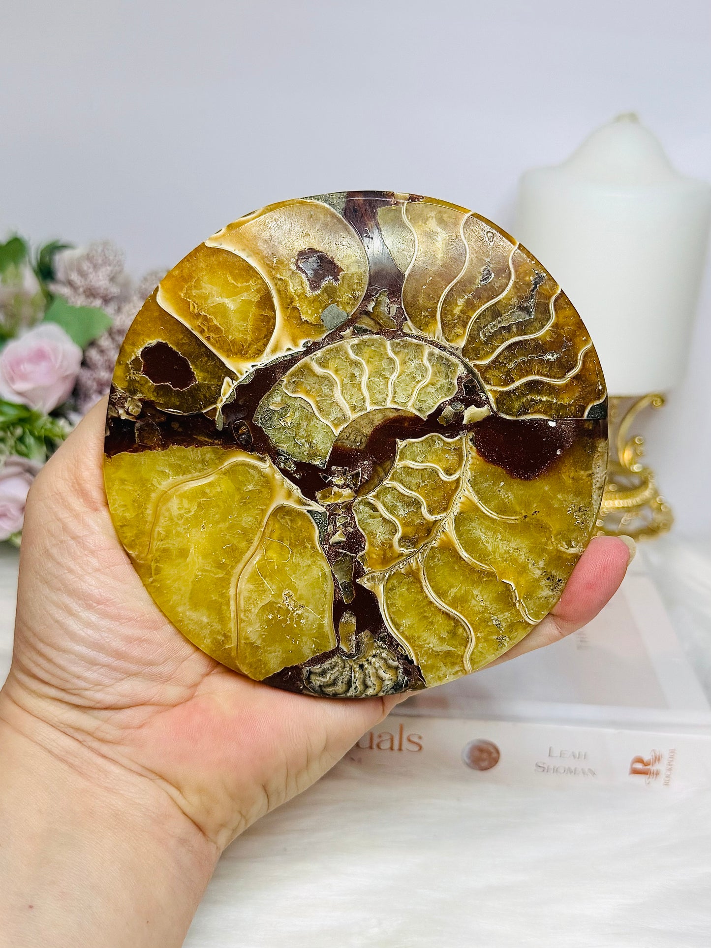 Natural Ammonite Fossil Shell Plate on Stand 12.5cm