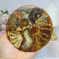 Natural Ammonite Fossil Shell Plate on Stand 12.5cm