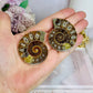 Natural Ammonite Fossil Shell Set