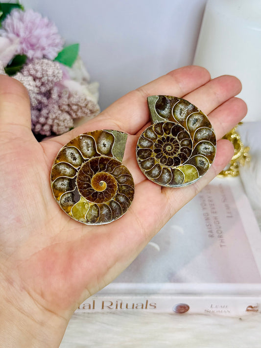 Natural Ammonite Fossil Shell Set