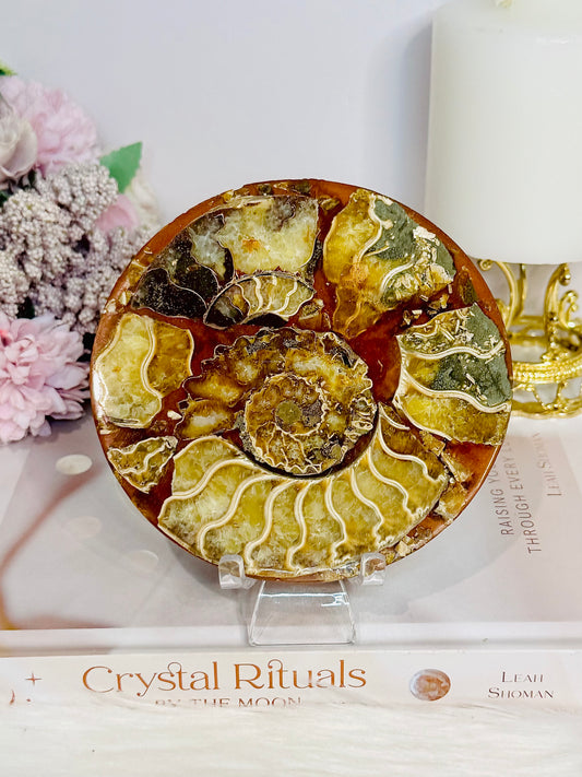 Natural Ammonite Fossil Shell Plate on Stand 12.5cm