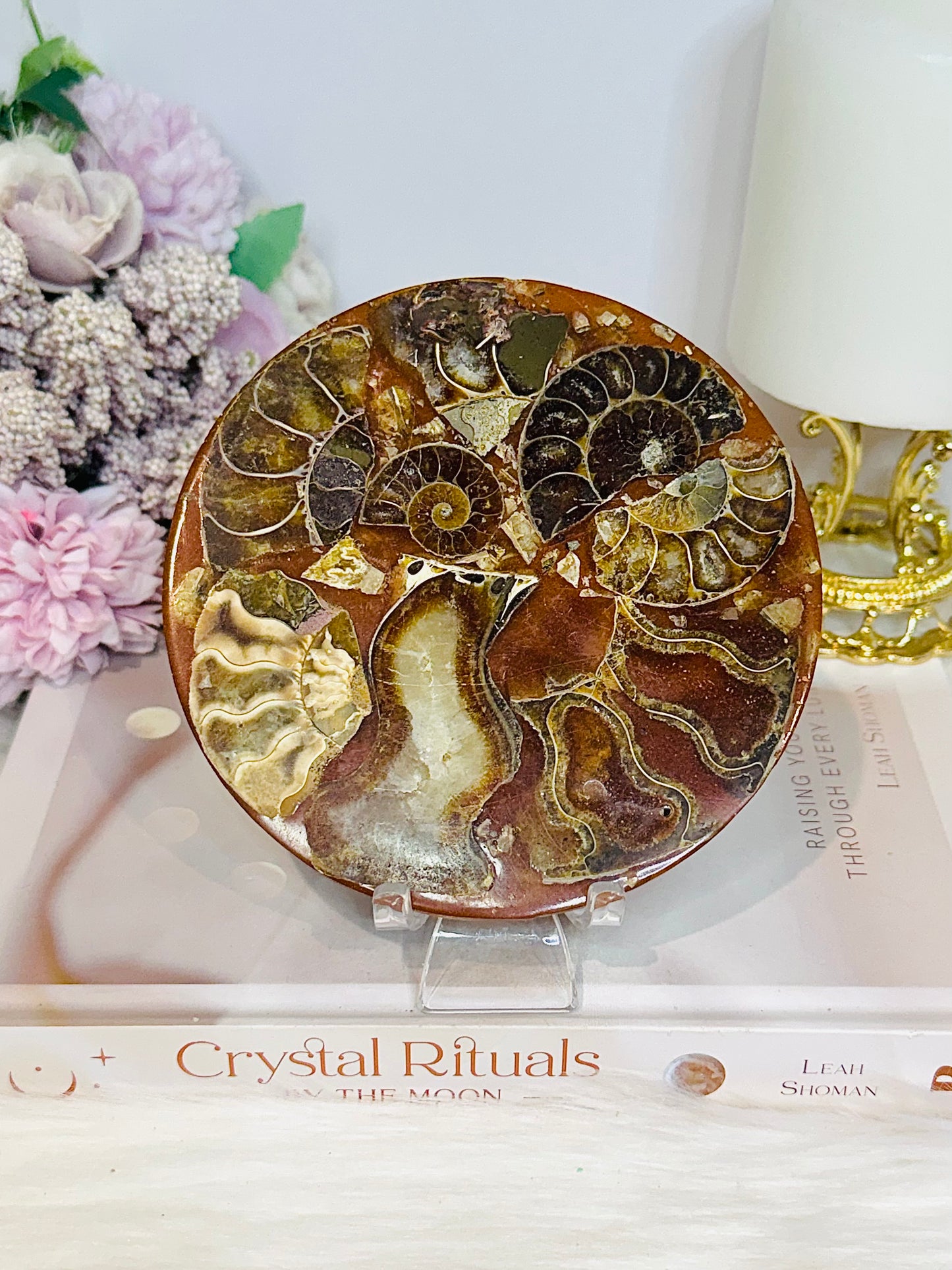 Natural Ammonite Fossil Shell Plate on Stand 12.5cm