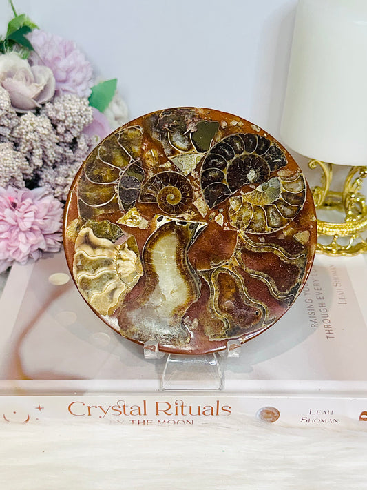 Natural Ammonite Fossil Shell Plate on Stand 12.5cm