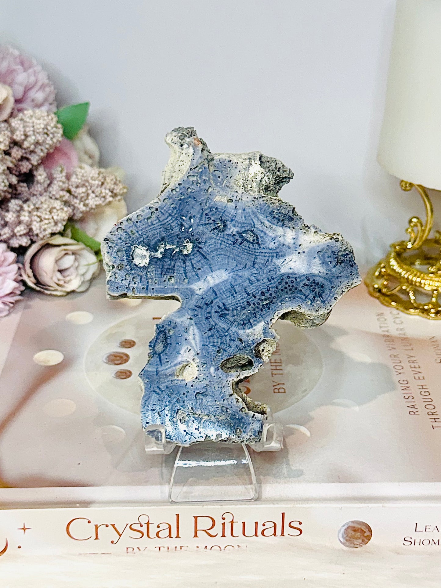 Blue Coral Fossil Specimen Slab on Stand 10.5cm