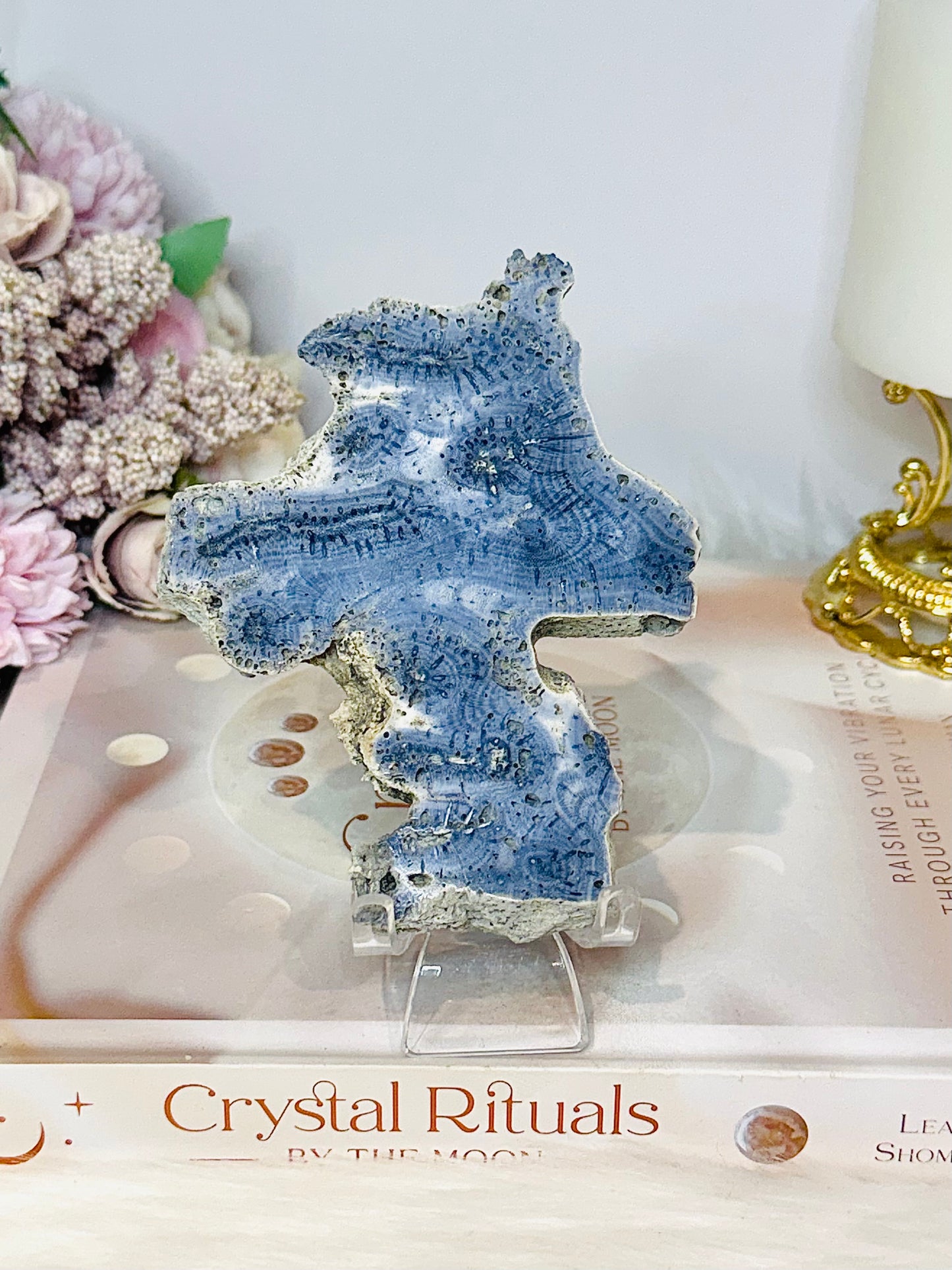 Blue Coral Fossil Specimen Slab on Stand 10.5cm